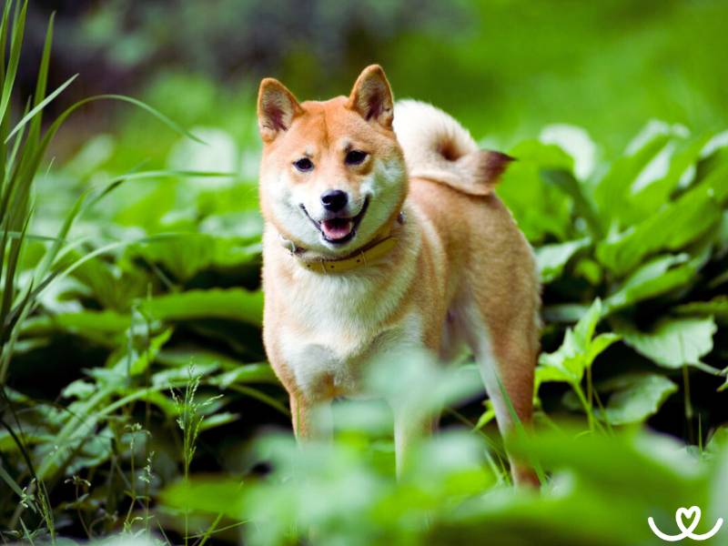 Psi-plemeno-shiba-inu (6)